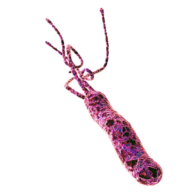 Closeup image of Helicobacter pylori bacterium.